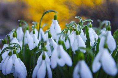 Taze kar damlaları, galanthus nivalis, ormanda açan ilk bahar çiçekleri. Yaban çiçekleri sabah ya da akşam güneş ışığında çiçek açar. Paskalya konusu, bahar sembolü