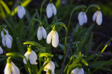 Taze kar damlaları, galanthus nivalis, ormanda açan ilk bahar çiçekleri. Yaban çiçekleri sabah ya da akşam güneş ışığında çiçek açar. Paskalya konusu, bahar sembolü