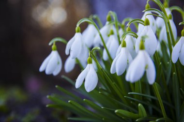 Taze kar damlaları, galanthus nivalis, ormanda açan ilk bahar çiçekleri. Yaban çiçekleri sabah ya da akşam güneş ışığında çiçek açar. Paskalya konusu, bahar sembolü