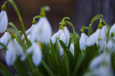 Taze kar damlaları, galanthus nivalis, ormanda açan ilk bahar çiçekleri. Yaban çiçekleri sabah ya da akşam güneş ışığında çiçek açar. Paskalya konusu, bahar sembolü