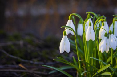 Taze kar damlaları, galanthus nivalis, ormanda açan ilk bahar çiçekleri. Yaban çiçekleri sabah ya da akşam güneş ışığında çiçek açar. Paskalya konusu, bahar sembolü