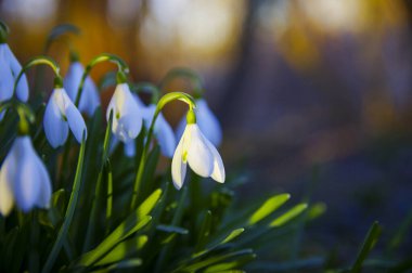 Taze kar damlaları, galanthus nivalis, ormanda açan ilk bahar çiçekleri. Yaban çiçekleri sabah ya da akşam güneş ışığında çiçek açar. Paskalya konusu, bahar sembolü
