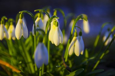 Altın saatinde ormanda açan bahar kardamlaları