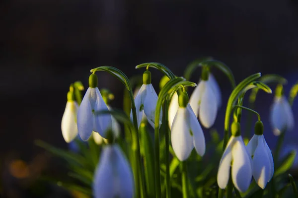 stock image Close-up of fresh snowdrops, galanthus nivalis, first spring flowers blooming in the forest in golden hour. Wildflowers blossom in the morning or evening sunlight. Easter topic, spring symbol