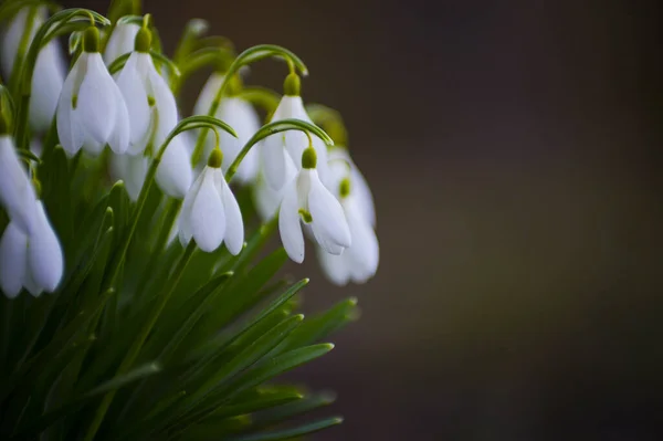 Close Fresh Snowdrops Galanthus Nivalis First Spring Flowers Blooming Forest — Stock Photo, Image
