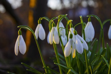 Altın saatinde ormanda açan bahar kardamlaları