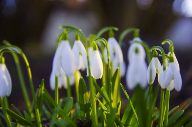 Altın saatinde ormanda açan bahar kardamlaları