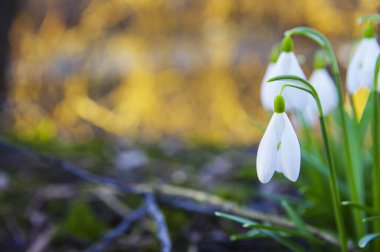 Altın saatinde ormanda açan bahar kardamlaları