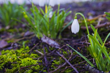 Altın saatinde ormanda açan bahar kardamlaları
