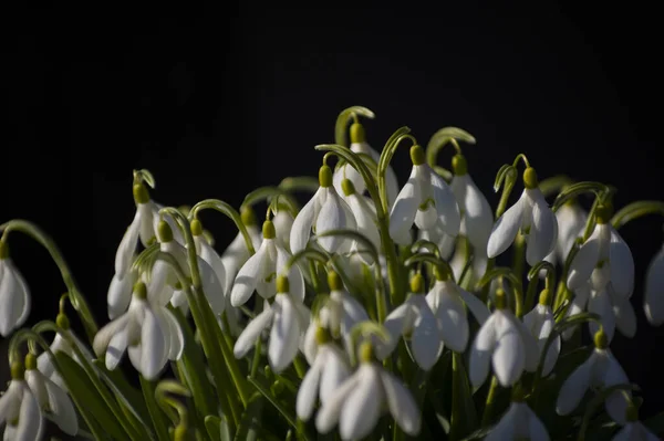 Zbliżenie Świeżych Opadów Śniegu Galanthus Nivalis Pierwsze Wiosenne Kwiaty Kwitnące — Zdjęcie stockowe