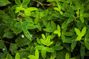 Taze yonca yaprakları ile sabah çiği ve su damlacıkları