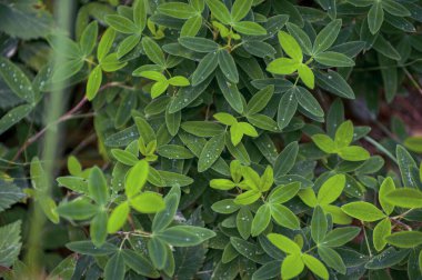 Taze yonca yaprakları ile sabah çiği ve su damlacıkları