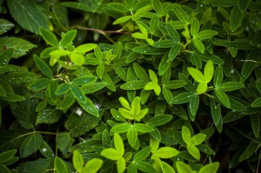 Taze yonca yaprakları ile sabah çiği ve su damlacıkları