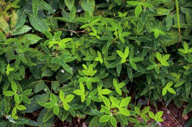 Taze yonca yaprakları ile sabah çiği ve su damlacıkları