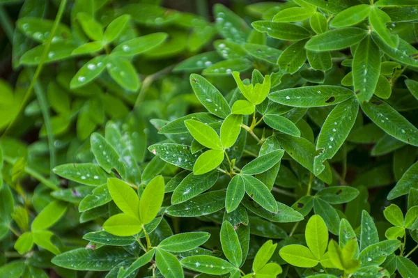 Taze yonca yaprakları ile sabah çiği ve su damlacıkları