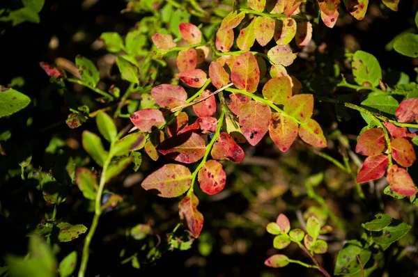 Φρέσκα φύλλα βατόμουρου σε πράσινο και κόκκινο χρώμα — Φωτογραφία Αρχείου