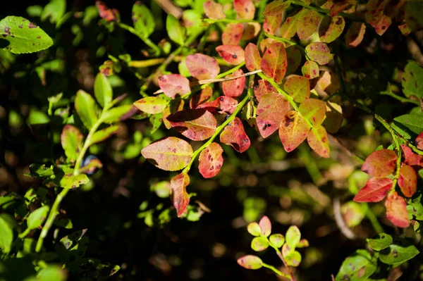 Daun blueberry segar dengan warna hijau dan merah — Stok Foto