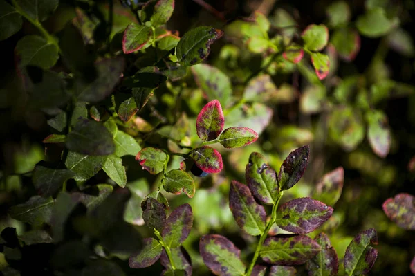 Färska blåbärsblad i gröna och röda färger — Stockfoto