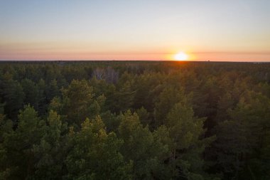 Yeşil çam ormanlarının ve huş ağaçlarının, altın ağaçların güzel dokusuna sahip insansız hava görüntüsü. İlkbaharda gün doğumu, gün batımı. Altın çağda ağaçların arasından doğan güneş ışınları