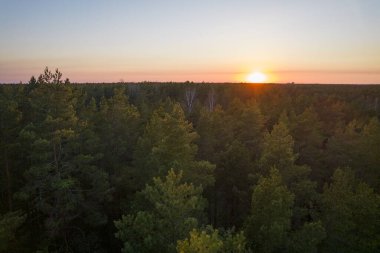 Yeşil çam ormanlarının ve huş ağaçlarının, altın ağaçların güzel dokusuna sahip insansız hava görüntüsü. İlkbaharda gün doğumu, gün batımı. Altın çağda ağaçların arasından doğan güneş ışınları