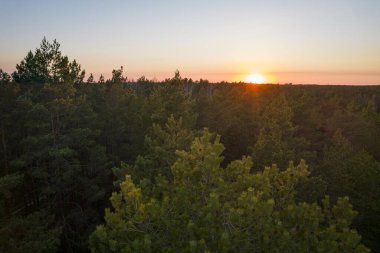 Yeşil çam ormanlarının ve huş ağaçlarının, altın ağaçların güzel dokusuna sahip insansız hava görüntüsü. İlkbaharda gün doğumu, gün batımı. Altın çağda ağaçların arasından doğan güneş ışınları