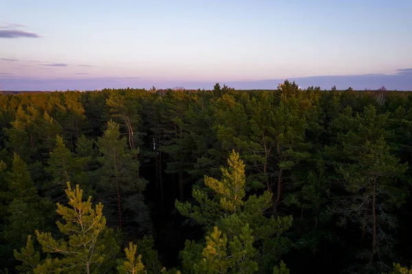 Yeşil çam ormanlarının ve huş ağaçlarının, altın ağaçların güzel dokusuna sahip insansız hava görüntüsü. İlkbaharda gün doğumu, gün batımı. Altın çağda ağaçların arasından doğan güneş ışınları