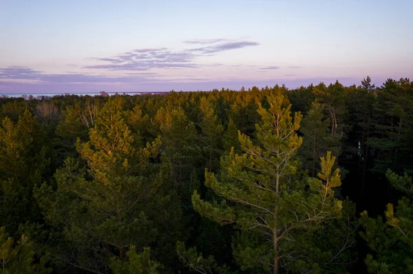 Yeşil çam ormanlarının ve huş ağaçlarının, altın ağaçların güzel dokusuna sahip insansız hava görüntüsü. İlkbaharda gün doğumu, gün batımı. Altın çağda ağaçların arasından doğan güneş ışınları