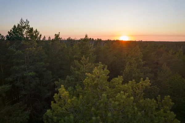 Yeşil çam ormanlarının ve huş ağaçlarının, altın ağaçların güzel dokusuna sahip insansız hava görüntüsü. İlkbaharda gün doğumu, gün batımı. Altın çağda ağaçların arasından doğan güneş ışınları