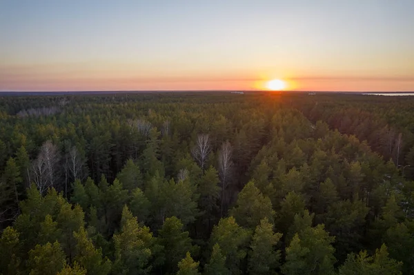 Yeşil çam ormanlarının ve huş ağaçlarının, altın ağaçların güzel dokusuna sahip insansız hava görüntüsü. İlkbaharda gün doğumu, gün batımı. Altın çağda ağaçların arasından doğan güneş ışınları
