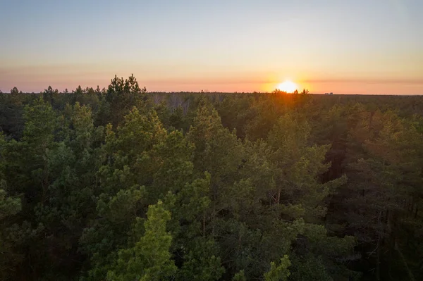 Yeşil çam ormanlarının ve huş ağaçlarının, altın ağaçların güzel dokusuna sahip insansız hava görüntüsü. İlkbaharda gün doğumu, gün batımı. Altın çağda ağaçların arasından doğan güneş ışınları