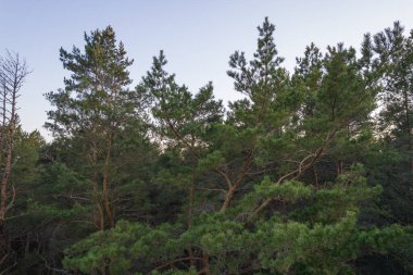 Yeşil çam ormanlarının ve huş ağaçlarının, altın ağaçların güzel dokusuna sahip insansız hava görüntüsü. İlkbaharda gün doğumu, gün batımı. Altın çağda ağaçların arasından doğan güneş ışınları