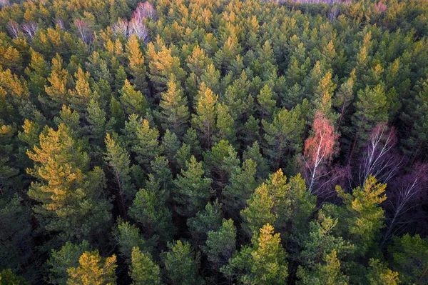 Drone photo of forests and groves in golden time — Stock Photo, Image