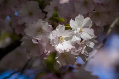 Parkta güzel kiraz çiçekleri var. Baharda çiçek açan pembe çiçeklerle dolu bir bahçe bahçesinde sakura ağacının yakın çekimi. Güneşli mavi gökyüzünde ağacın dalları. Çiçek desenli doku, duvar kağıdı