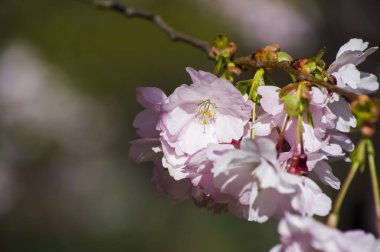 Parkta güzel kiraz çiçekleri var. Baharda çiçek açan pembe çiçeklerle dolu bir bahçe bahçesinde sakura ağacının yakın çekimi. Güneşli mavi gökyüzünde ağacın dalları. Çiçek desenli doku, duvar kağıdı