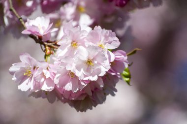 Parkta güzel kiraz çiçekleri var. Baharda çiçek açan pembe çiçeklerle dolu bir bahçe bahçesinde sakura ağacının yakın çekimi. Güneşli mavi gökyüzünde ağacın dalları. Çiçek desenli doku, duvar kağıdı