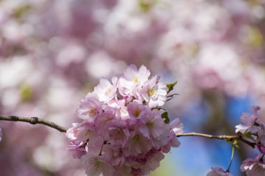 Beautiful cherry blossoms in park. Close-up of sakura tree full in blooming pink flowers in spring in a picturesque garden. Branches of the tree over sunny blue sky. Floral pattern texture, wallpaper