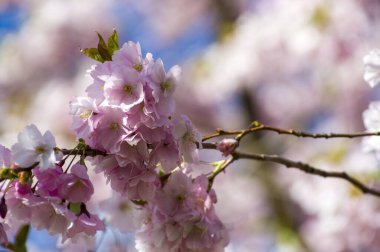 Parkta güzel kiraz çiçekleri var. Baharda çiçek açan pembe çiçeklerle dolu bir bahçe bahçesinde sakura ağacının yakın çekimi. Güneşli mavi gökyüzünde ağacın dalları. Çiçek desenli doku, duvar kağıdı