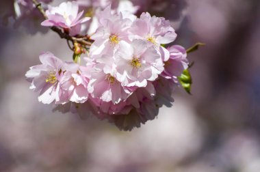 Parkta güzel kiraz çiçekleri var. Baharda çiçek açan pembe çiçeklerle dolu bir bahçe bahçesinde sakura ağacının yakın çekimi. Güneşli mavi gökyüzünde ağacın dalları. Çiçek desenli doku, duvar kağıdı