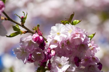 Parkta güzel kiraz çiçekleri var. Baharda çiçek açan pembe çiçeklerle dolu bir bahçe bahçesinde sakura ağacının yakın çekimi. Güneşli mavi gökyüzünde ağacın dalları. Çiçek desenli doku, duvar kağıdı