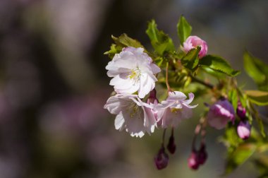 Parkta güzel kiraz çiçekleri var. Baharda çiçek açan pembe çiçeklerle dolu bir bahçe bahçesinde sakura ağacının yakın çekimi. Güneşli mavi gökyüzünde ağacın dalları. Çiçek desenli doku, duvar kağıdı