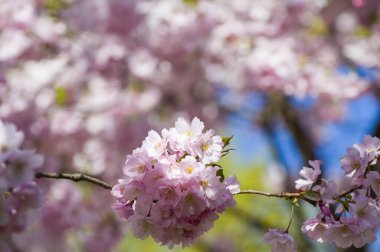 Beautiful cherry blossoms in park. Close-up of sakura tree full in blooming pink flowers in spring in a picturesque garden. Branches of the tree over sunny blue sky. Floral pattern texture, wallpaper
