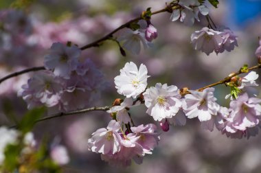 Parkta güzel kiraz çiçekleri var. Baharda çiçek açan pembe çiçeklerle dolu bir bahçe bahçesinde sakura ağacının yakın çekimi. Güneşli mavi gökyüzünde ağacın dalları. Çiçek desenli doku, duvar kağıdı