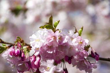 Parkta güzel kiraz çiçekleri var. Baharda çiçek açan pembe çiçeklerle dolu bir bahçe bahçesinde sakura ağacının yakın çekimi. Güneşli mavi gökyüzünde ağacın dalları. Çiçek desenli doku, duvar kağıdı