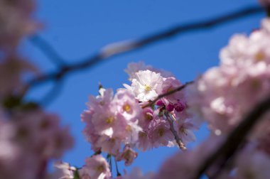 Parkta güzel kiraz çiçekleri var. Baharda çiçek açan pembe çiçeklerle dolu bir bahçe bahçesinde sakura ağacının yakın çekimi. Güneşli mavi gökyüzünde ağacın dalları. Çiçek desenli doku, duvar kağıdı