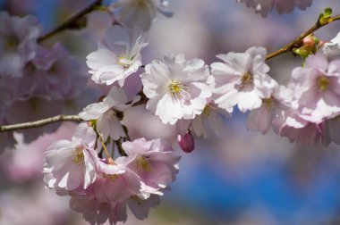 Parkta güzel kiraz çiçekleri var. Baharda çiçek açan pembe çiçeklerle dolu bir bahçe bahçesinde sakura ağacının yakın çekimi. Güneşli mavi gökyüzünde ağacın dalları. Çiçek desenli doku, duvar kağıdı