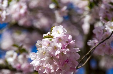 Parkta güzel kiraz çiçekleri var. Baharda çiçek açan pembe çiçeklerle dolu bir bahçe bahçesinde sakura ağacının yakın çekimi. Güneşli mavi gökyüzünde ağacın dalları. Çiçek desenli doku, duvar kağıdı