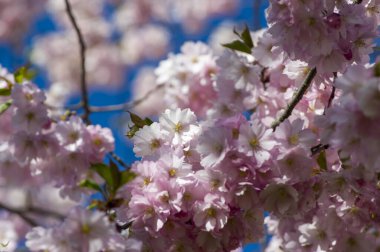 Beautiful cherry blossoms in park. Close-up of sakura tree full in blooming pink flowers in spring in a picturesque garden. Branches of the tree over sunny blue sky. Floral pattern texture, wallpaper