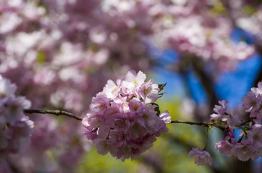 Parkta güzel kiraz çiçekleri var. Baharda çiçek açan pembe çiçeklerle dolu bir bahçe bahçesinde sakura ağacının yakın çekimi. Güneşli mavi gökyüzünde ağacın dalları. Çiçek desenli doku, duvar kağıdı