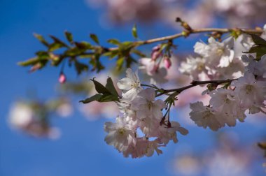 Parkta güzel kiraz çiçekleri var. Baharda çiçek açan pembe çiçeklerle dolu bir bahçe bahçesinde sakura ağacının yakın çekimi. Güneşli mavi gökyüzünde ağacın dalları. Çiçek desenli doku, duvar kağıdı