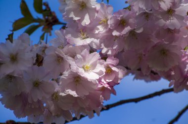 Parkta güzel kiraz çiçekleri var. Baharda çiçek açan pembe çiçeklerle dolu bir bahçe bahçesinde sakura ağacının yakın çekimi. Güneşli mavi gökyüzünde ağacın dalları. Çiçek desenli doku, duvar kağıdı